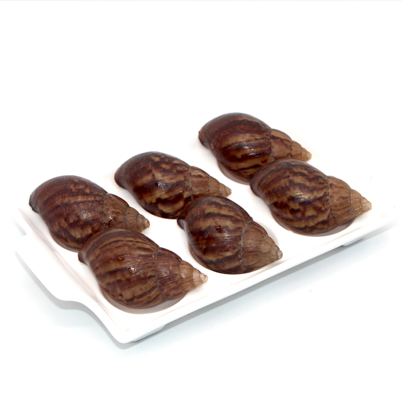 白玉蝸牛殼 法式蝸牛殼（20只）貝殼 西